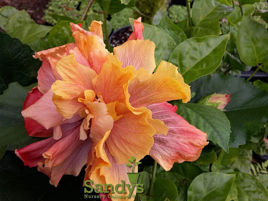 Hibiscus Flower Shrub Starter Plant D330