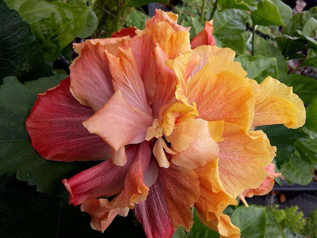 Hibiscus Flower Shrub Starter Plant D330