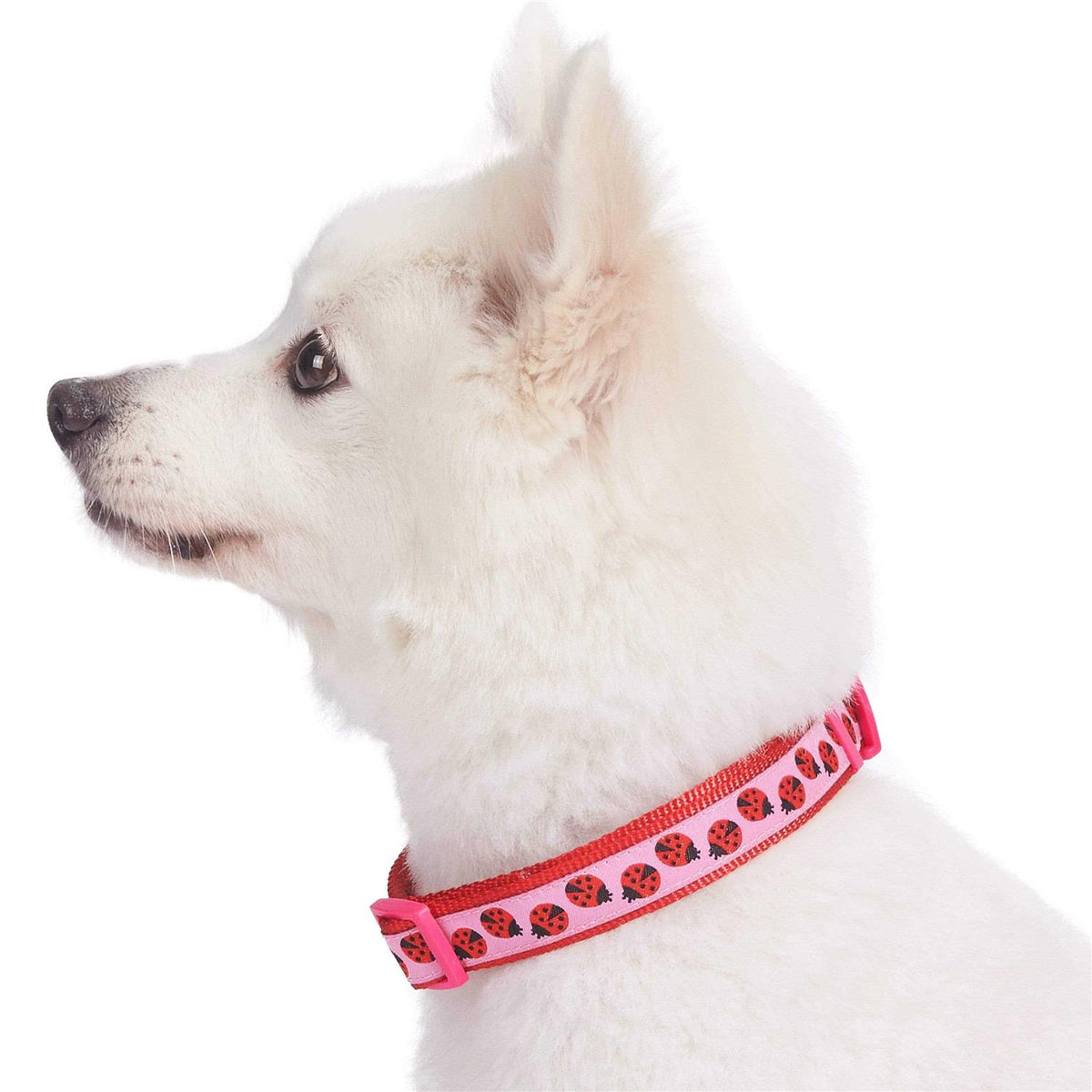 Dog Collar Z916