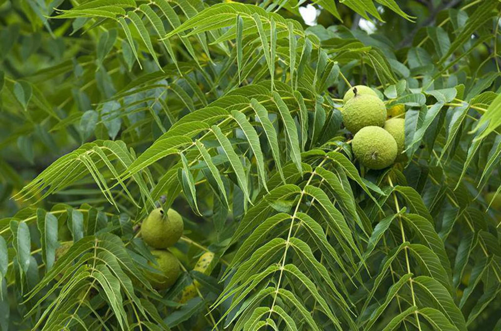 Black Walnut Tree Seedling R20623
