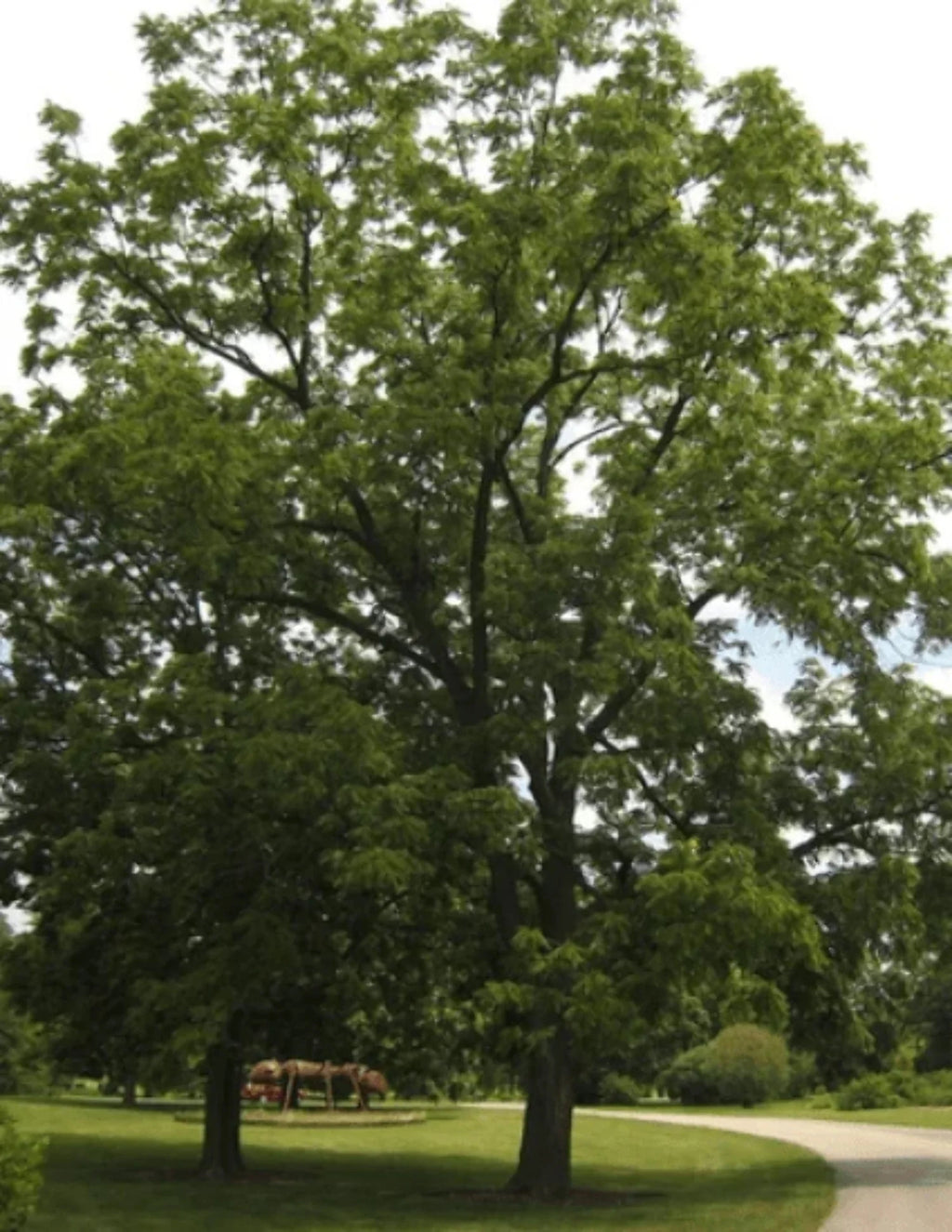 Black Walnut Tree Seedling R20623