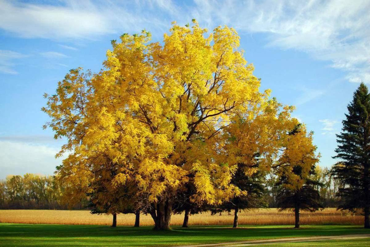 Black Walnut Tree Seedling R20623