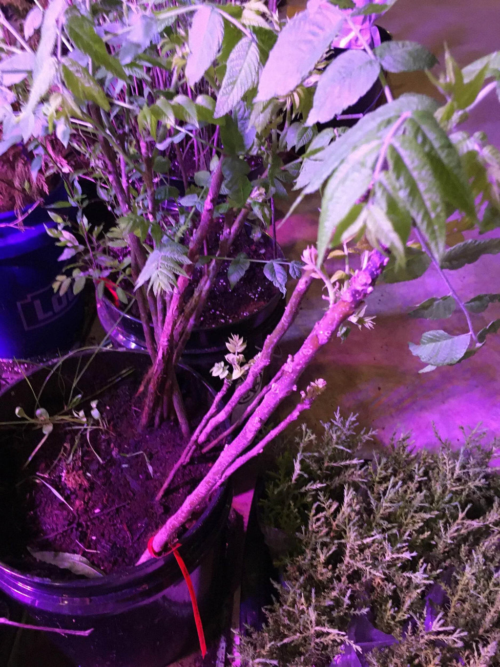Black Walnut Tree Seedling R20623
