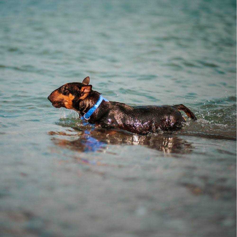 Waterproof Dog Collar A979846
