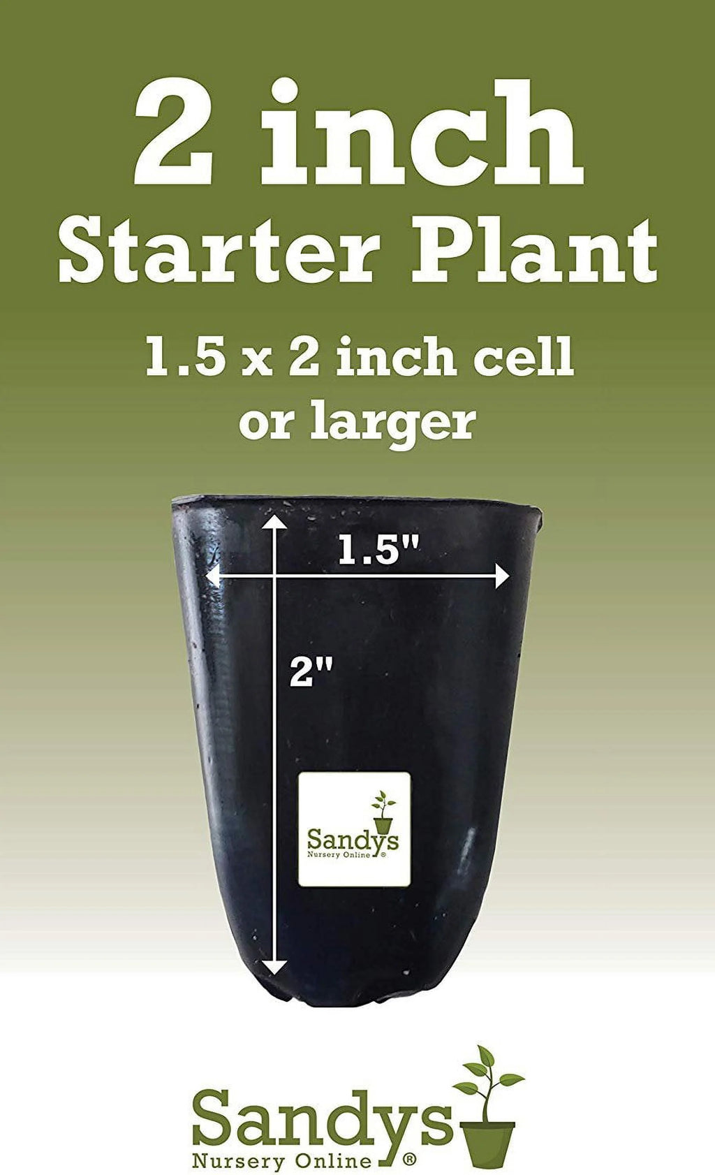 Hibiscus Flower Shrub Starter Plant D330